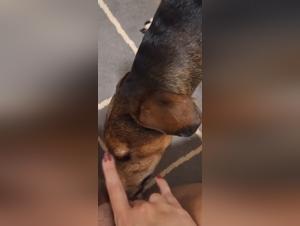 Delizie canine: godimento senza ostacoli