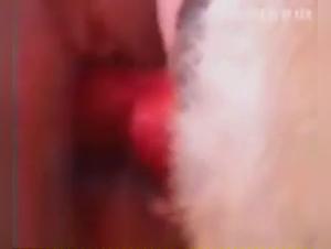 Dog sex videos: a unique experience