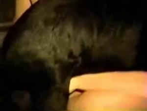 Dog sex videos: discover hard fucking scenes with a dog