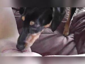 Amateur bestiality video with extreme sex lover