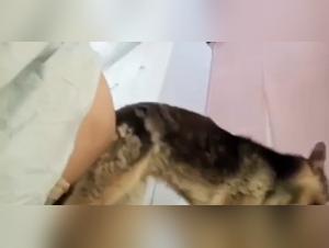 Bestialita estrema: parte 1 - Inferno canino