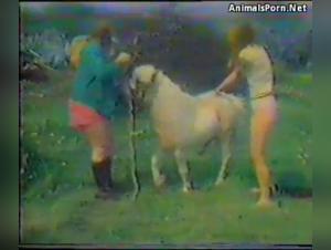Sex Videos with Horses and Other Animals