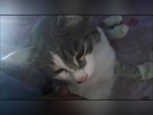 Watch this Woman Take Care of Her Puppy in an Exciting Way