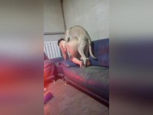 Il cane si sballa senza tregua in questo contenuto proibito +q792121051