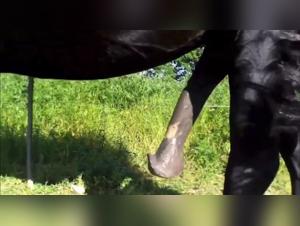 shefali mahajan and horse