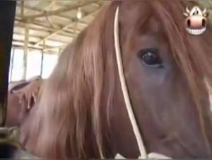 Explore the Pleasures of Bestiality with this Horse Riding Sex Video