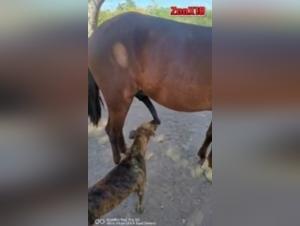 Experience the Thrill of Human-Animal Intimacy