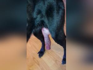 Stories of Dog Fucking, Pussy Sucking Dogs, Women Who Fuck Their Dogs or Men Who Suck Their Dick