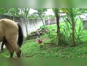 Vidéos de sexe bestialité avec des chevaux