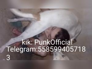 Hard Sex Scenes with Dog and Zoophilia