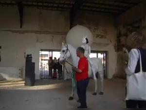 Extreme sexual experience with a horse