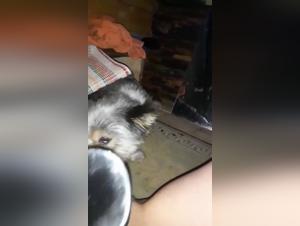 Sex video with a dog: a beastly and exciting encounter