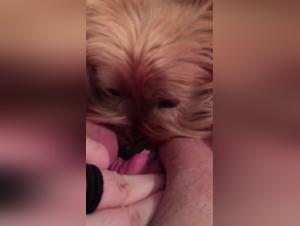 Intense moments of bestiality with a dog