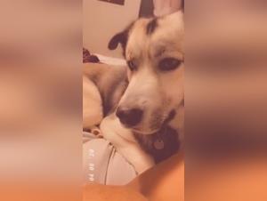 Dog sex video: A woman and her canine companion in intimate moments