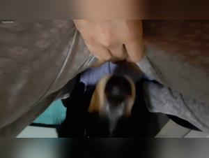 Grenzen uberschreiten: Verbotene Wunsche und ausgebeutete tierische Sexualitat