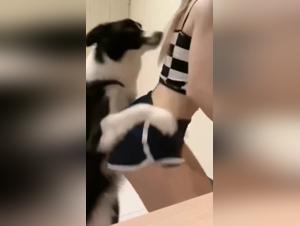 Check out our selection of bestiality sex videos with dogs