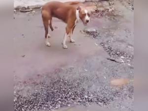 Denise frazier video: zoobeeg's intense allure