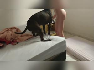 An Extreme Bestiality Sex Experience with My Dog