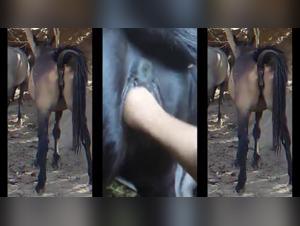 11 Minuten Reitvergnugen: Frauen mit unersattlichen Wunschen