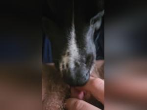 Wild Canine Fuck: Extreme Zufriedenheit garantiert