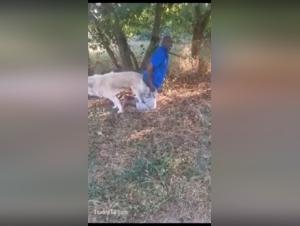 Zoophilia scene with a man and his animal